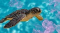 A sea turtle glides through warm turquoise waters, dodging plastic waste by the coral Royalty Free Stock Photo