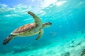 Sea turtle gliding gracefully through clear turquoise ocean water Royalty Free Stock Photo