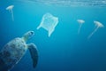 A sea turtle going to eat a plastic bag.