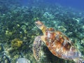 Sea turtle on green sea bottom. Tropical seashore underwater photo. Royalty Free Stock Photo