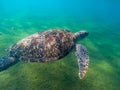 Sea turtle in green shore of tropical sea. Big marine tortoise in natural environment. Snorkeling or diving banner Royalty Free Stock Photo