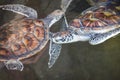 Sea turtle / green turtle swimming on water pond farm Royalty Free Stock Photo