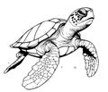 Sea turtle hand drawn engraving Royalty Free Stock Photo