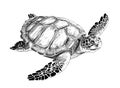 Sea turtle hand drawn engraving style sketch Underwater animals