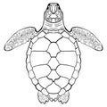 Sea turtle. Hand drawn vector illustration