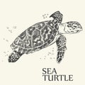 Sea turtle. Hand drawn vector illustration. Turtle isolated on white background Royalty Free Stock Photo