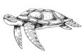 Sea Turtle. Hand drawn vector illustration of undersea Tortoise on isolated background in outline style. Nautical Royalty Free Stock Photo