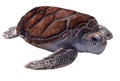 Sea turtle Royalty Free Stock Photo