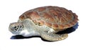 Sea turtle