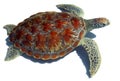 Sea turtle