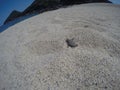 Sea Turtle Hatching Crosses Sand In Yakushima, Japan Royalty Free Stock Photo