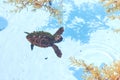 Sea Turtle Hatchling, Head Above Water Royalty Free Stock Photo