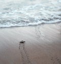 Sea turtle hatchlings on the sand beach get to the sea safely leaving flippers tracks on the sand