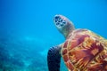Sea turtle head in blue water. Coral reef animal underwater photo Royalty Free Stock Photo
