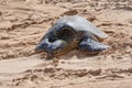 Sea Turtle, Honu, sleeping in the sand on the beach on the Hawaiian Island of Maui