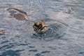 Sea Turtle, Honu, sticking head out of the water for a breath of air.