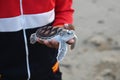 sea turtle in humans hands at Sea Turtles Conservation Research Project in Thailand