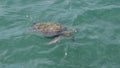 Sea turtle im BÃÂºzios Brazi