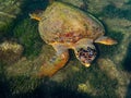 Sea turtle in the Ionian Sea on the Greek island of Kefalonia, Greece