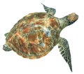 Sea turtle isolated Royalty Free Stock Photo