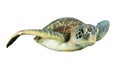 Sea turtle isolated Royalty Free Stock Photo