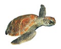 Sea turtle isolated