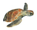 Sea turtle isolated Royalty Free Stock Photo