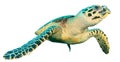 Sea turtle isolated Royalty Free Stock Photo