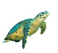 Sea turtle isolated Royalty Free Stock Photo