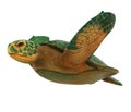 Sea Turtle Isolated