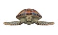 Sea Turtle Isolated