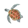 Sea turtle isolated on white background . Sea turtle Hand painted Watercolor illustrations. Royalty Free Stock Photo