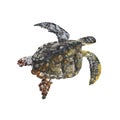 Sea turtle isolated on white background . Sea turtle Hand painted Watercolor illustrations. Royalty Free Stock Photo