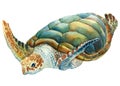 Sea turtle on an isolated white background. Watercolor drawing