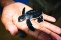 Sea Turtle At Kosgoda Sea Turtle Conservation Project