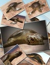 Sea turtle laying eggs on the beach - collage 3d rendering Royalty Free Stock Photo