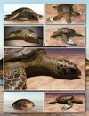 Sea turtle laying eggs on the beach - collage 3d rendering Royalty Free Stock Photo