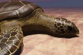 Sea turtle laying eggs on the beach 3d rendering Royalty Free Stock Photo