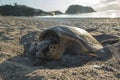 Sea turtle lays eggs on beach Royalty Free Stock Photo