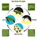 Sea Turtle Life Cycle Diagram