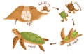 Sea turtle life cycle infographic. Educational marine animal for preschoolers diagram Royalty Free Stock Photo