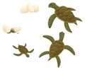 Sea turtle life cycle set. Sequence of stages of development of turtle from egg to adult animal. Young animals and
