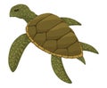 Sea turtle life cycle stage. Wild underwater animal. Cartoon cute ocean tortoise. Development adult animal on white Royalty Free Stock Photo