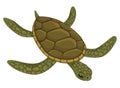 Sea turtle life cycle stage. Wild underwater animal. Cartoon cute ocean tortoise. Development adult animal on white