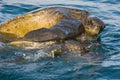 Sea turtle love Royalty Free Stock Photo