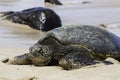 Sea Turtle Royalty Free Stock Photo