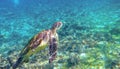 Sea turtle in marine sanctuary. Cute sea animal underwater photo. Tropical island turtle snorkeling and diving Royalty Free Stock Photo