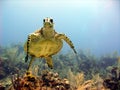 Sea Turtle Meets Scuba Diver Head On