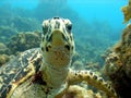 Sea turtle meets scuba diver head on Royalty Free Stock Photo