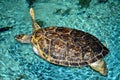 Sea turtle with missing arm